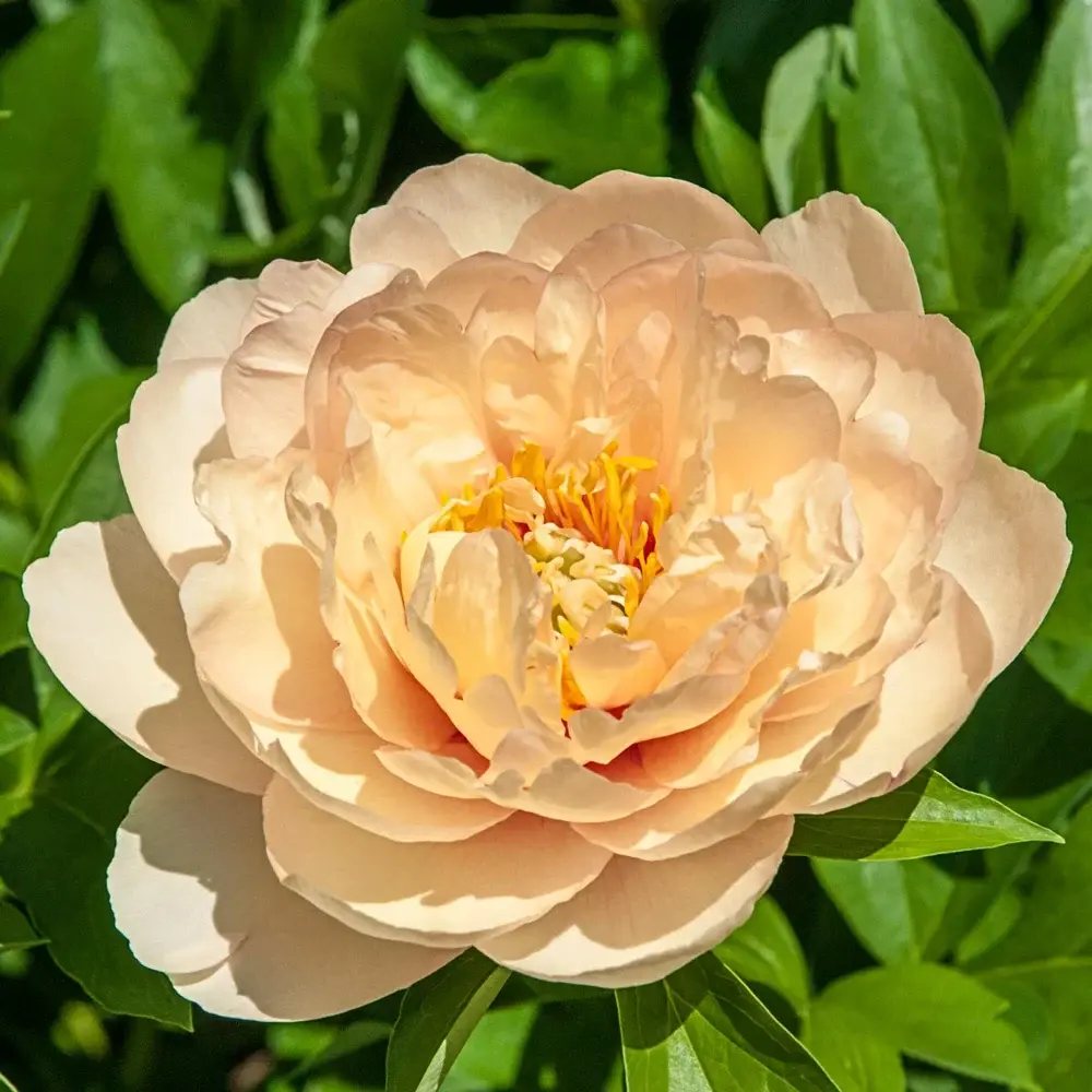 Bujor Hibrid Itoh Paeonia Callie's Memory, cu flori galbene parfumate rezistent la frig si usor de intretinut