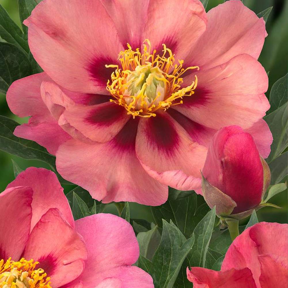 Bujor Hibrid Itoh Old Rose Dandy, cu flori roz parfumate rezistent la frig si inflorire spectaculoasa