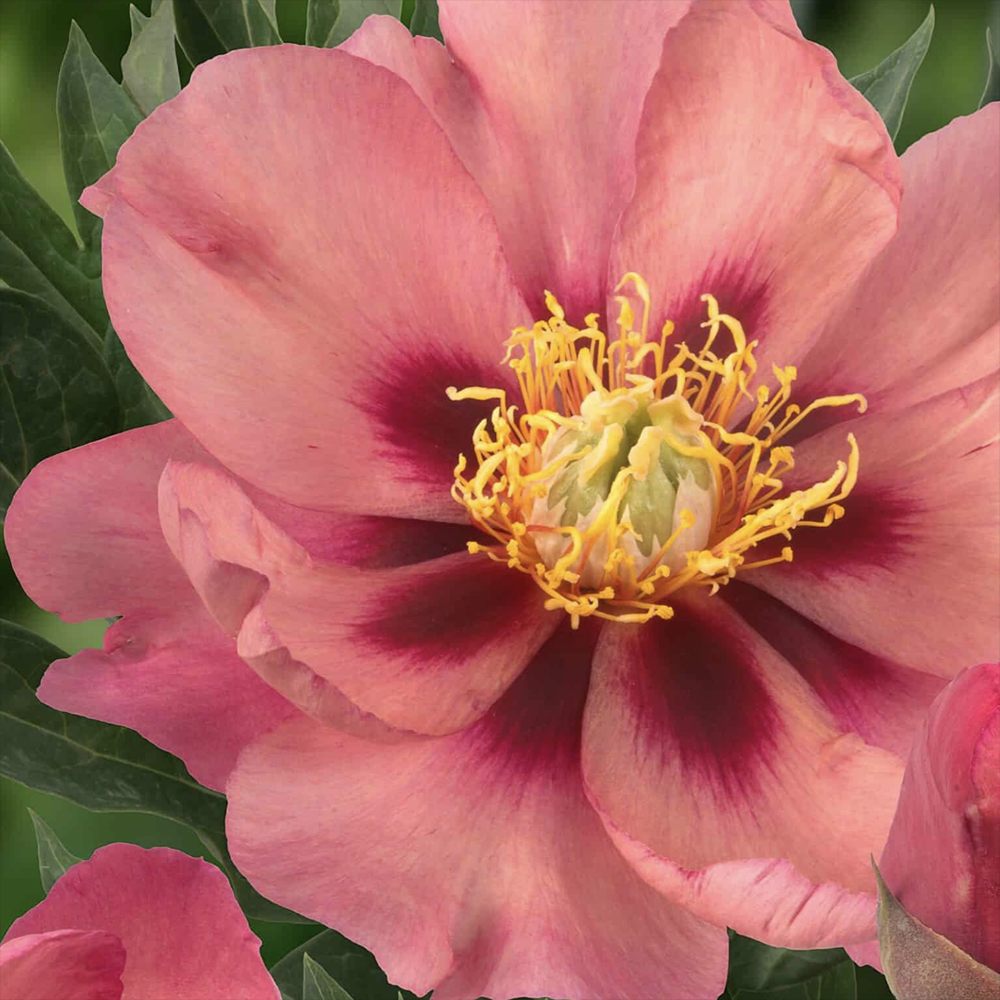 Bujor Hibrid Itoh Old Rose Dandy, cu flori roz parfumate rezistent la frig si inflorire spectaculoasa