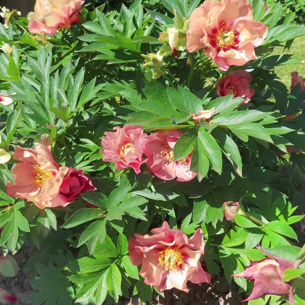 Bujor Hibrid Itoh Old Rose Dandy, cu flori roz parfumate rezistent la frig si inflorire spectaculoasa