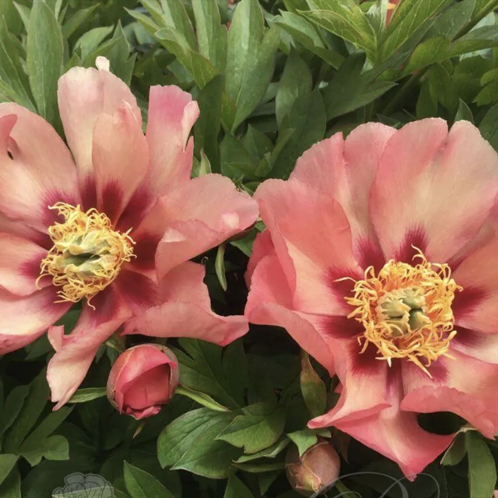 Bujor Hibrid Itoh Old Rose Dandy, cu flori roz parfumate rezistent la frig si inflorire spectaculoasa