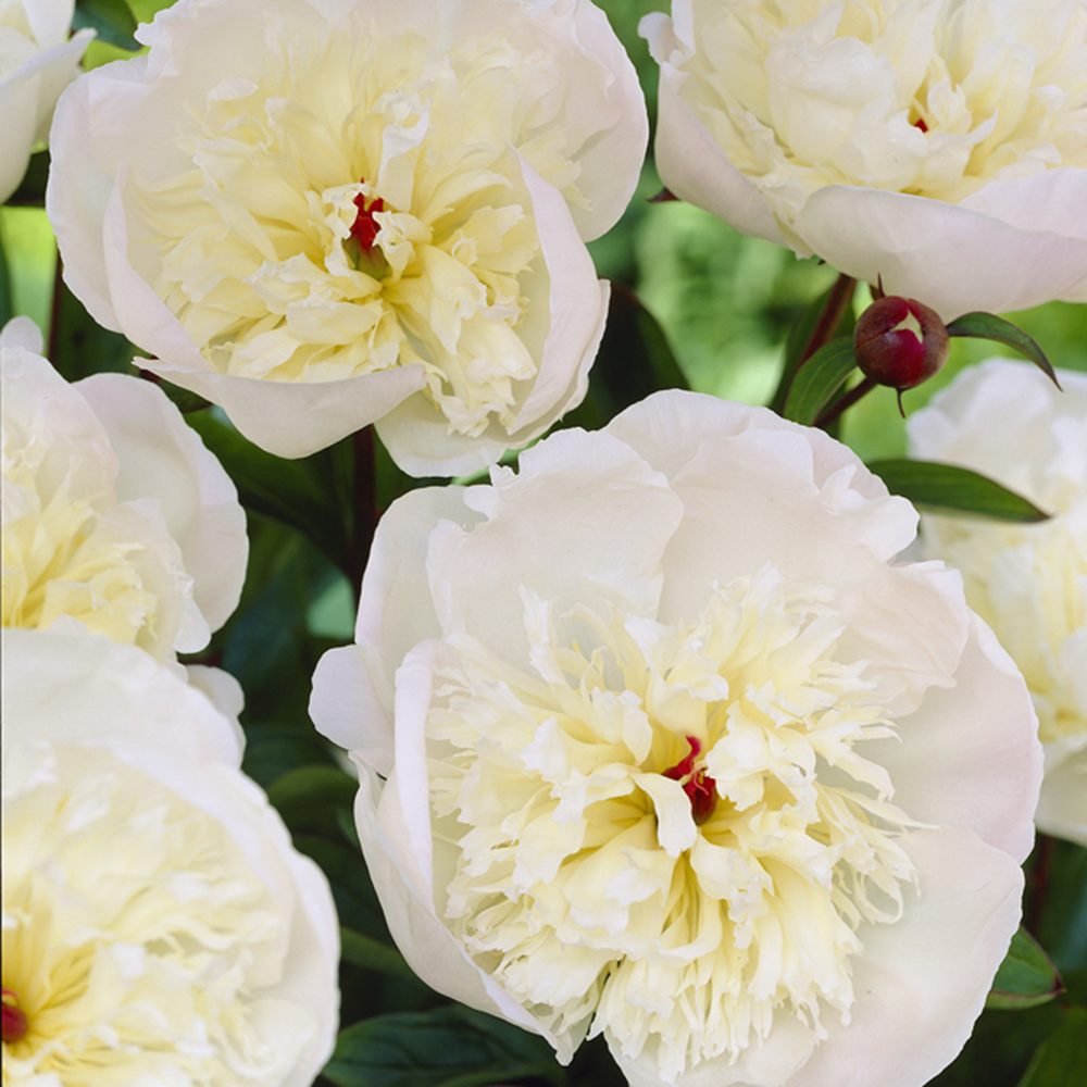 Bujor arbustiv nobil Immaculee, cu flori albe si parfum puternic, rezistent la frig si inflorire spectaculoasa