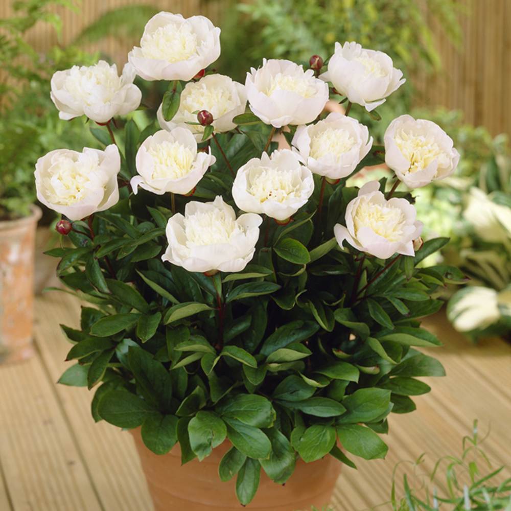 Bujor arbustiv nobil Immaculee, cu flori albe si parfum puternic, rezistent la frig si inflorire spectaculoasa