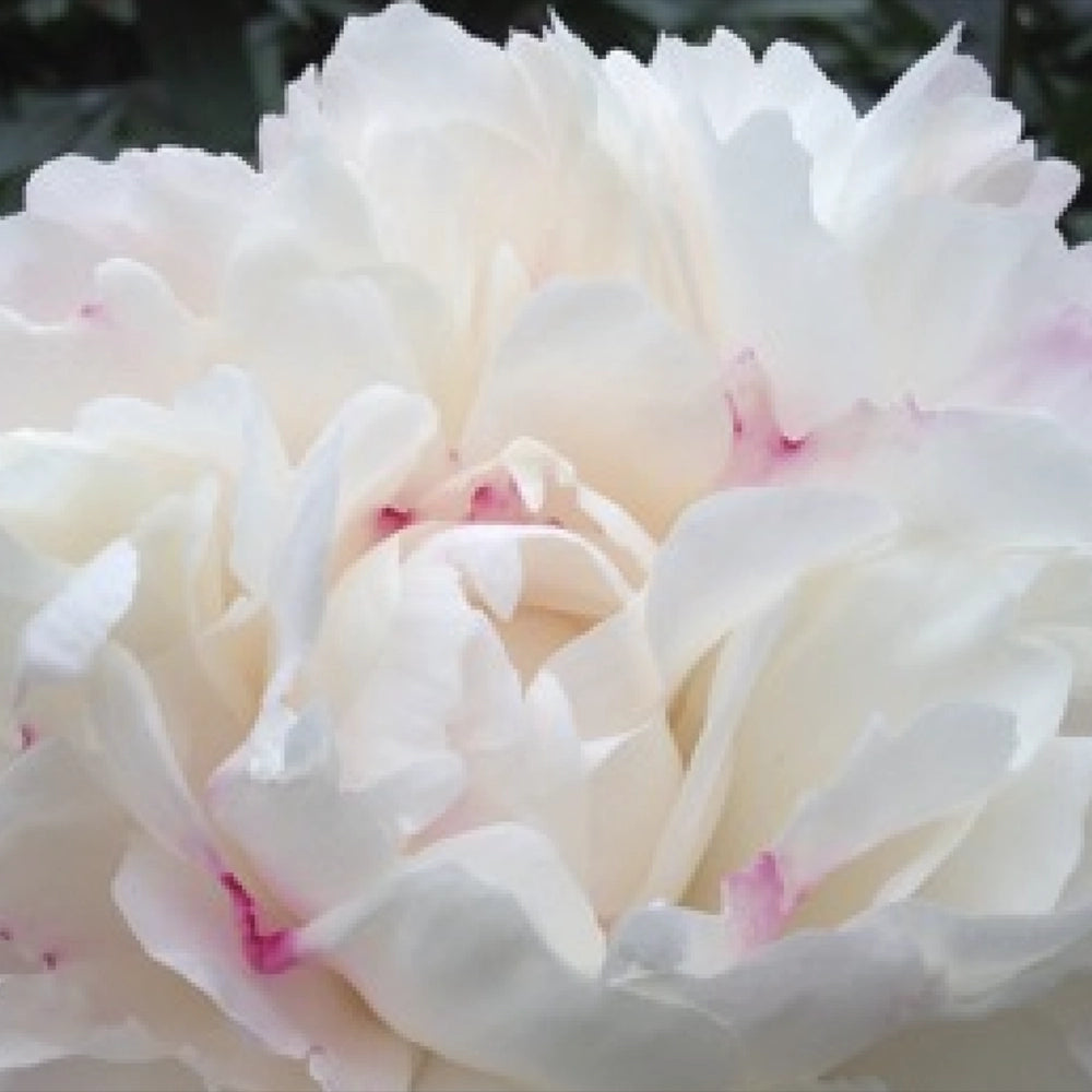 Bujor arbustiv nobil Immaculee, cu flori albe si parfum puternic, rezistent la frig si inflorire spectaculoasa