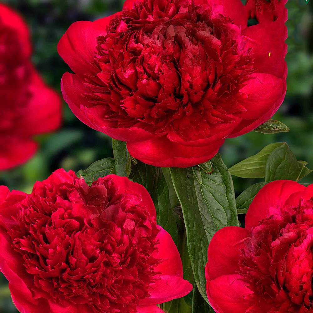 Bujor arbustiv nobil Red Charm, cu flori rosii inchis parfumate, rezistent la frig