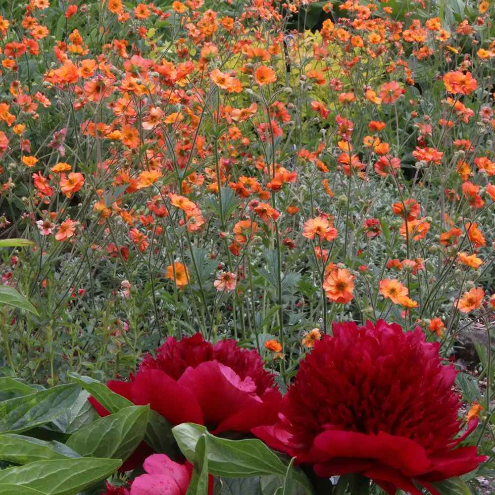 Bujor arbustiv nobil Red Charm, cu flori rosii inchis parfumate, rezistent la frig