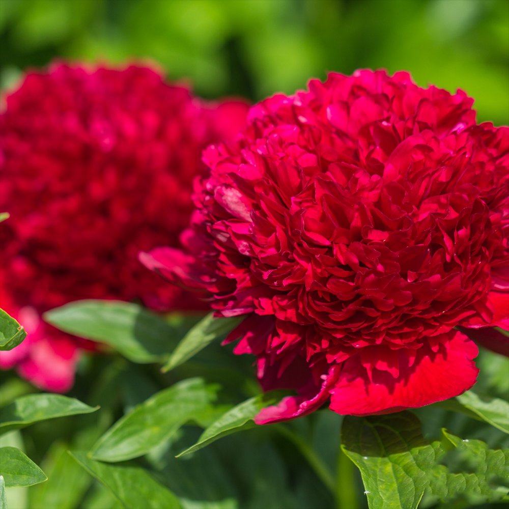 Bujor arbustiv nobil Red Charm, cu flori rosii inchis parfumate, rezistent la frig