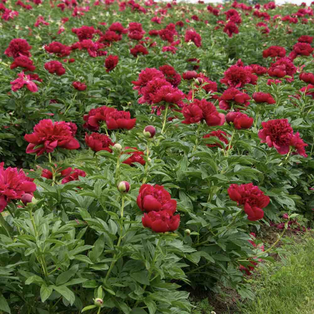 Bujor arbustiv nobil Red Charm, cu flori rosii inchis parfumate, rezistent la frig