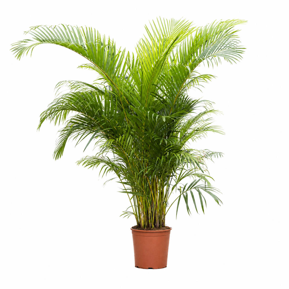 Palmier Dypsis (Areca) Lutescens - 220-250 cm