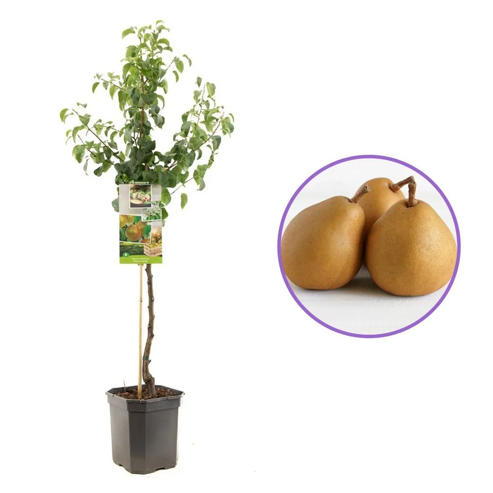 Par Beurre Hardy (Pyrus Communis), cu fructe dulci verzi, an 2 pe rod