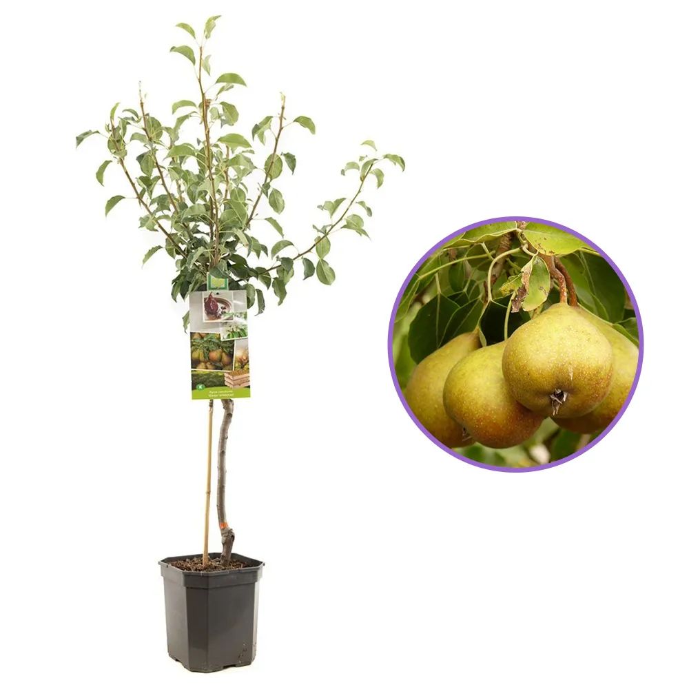 Par Gieser Wilderman (Pyrus Communis), cu fructe dulci-acrisor rosu-brun, an 2 pe rod