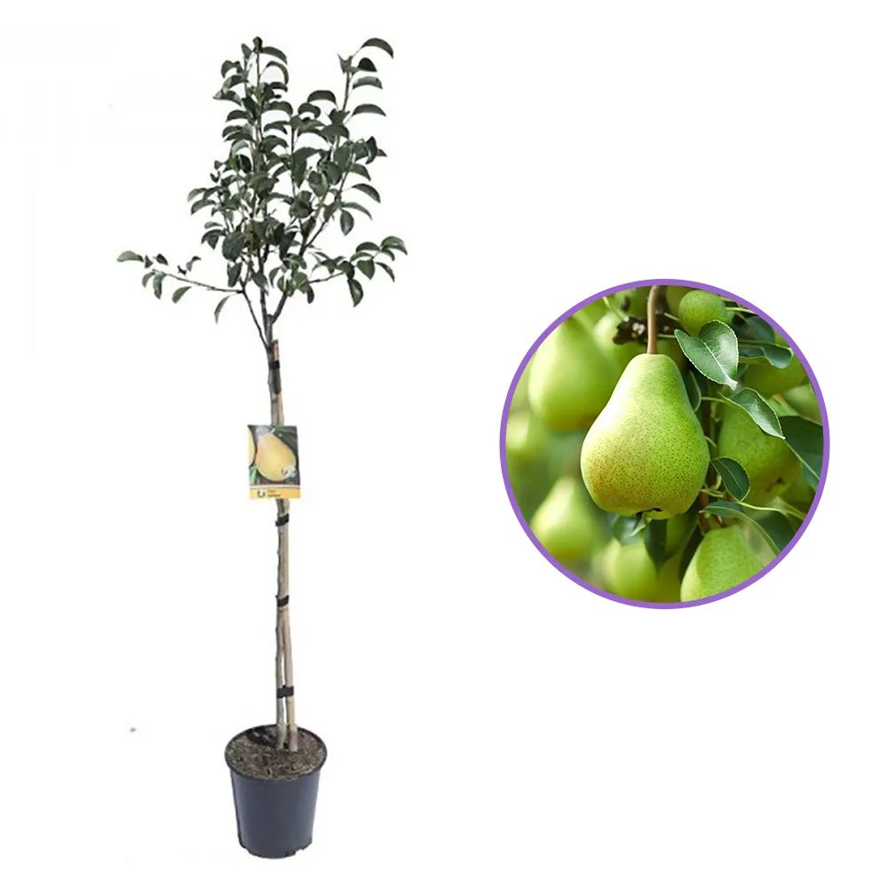 Par Groene Vrucht (Pyrus Communis), cu fructe dulci-acrisor verde, an 2 pe rod