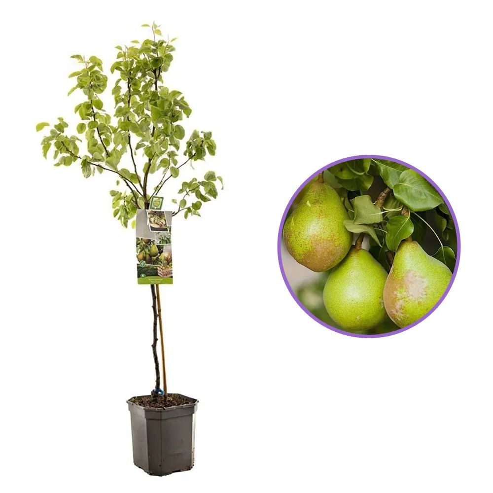 Par Para Dulce (Pyrus Communis), cu fructe super dulci galben-verzui, an 2 pe rod