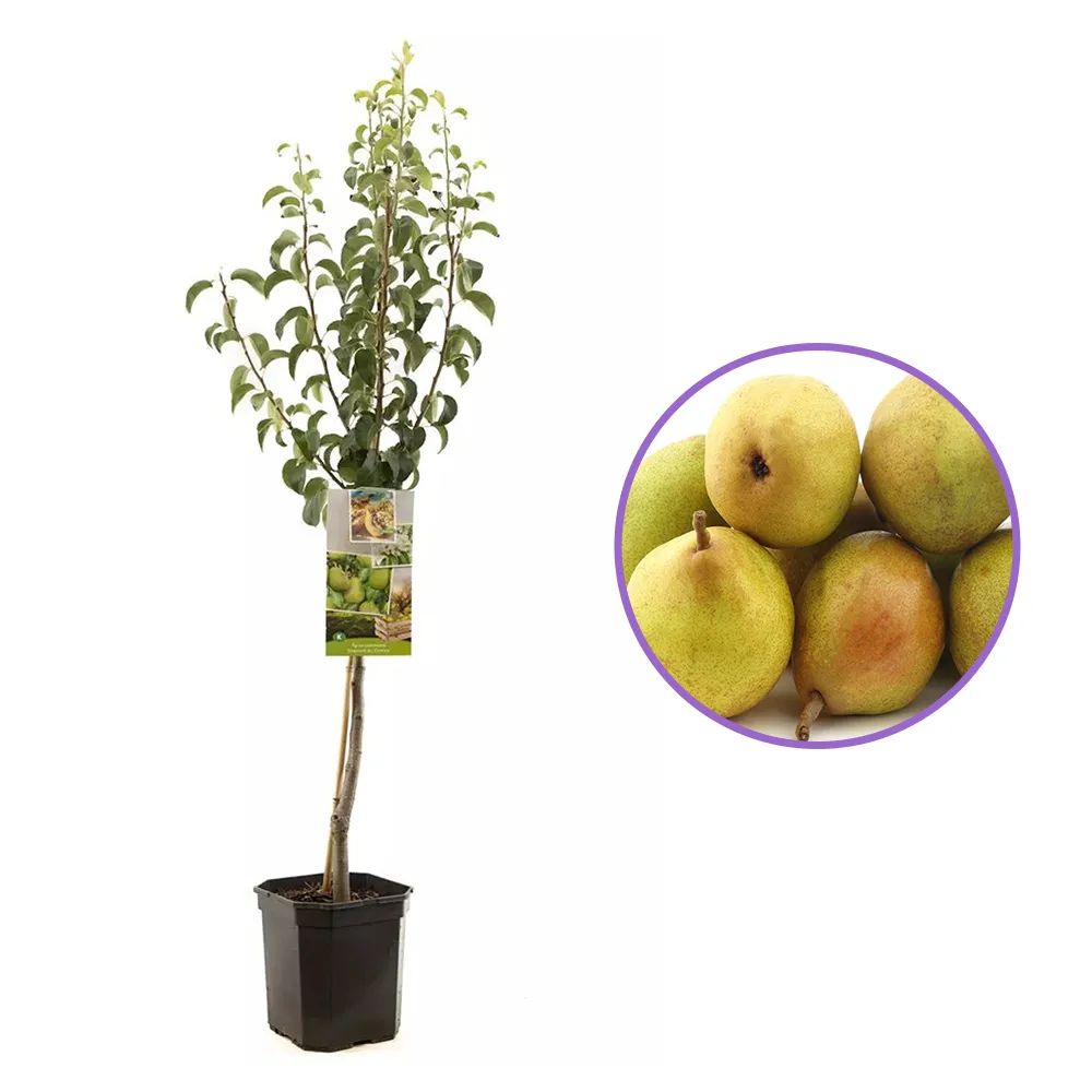 Par (Pyrus Communis) Comice, cu fructe dulci rafinat, an 2 pe rod