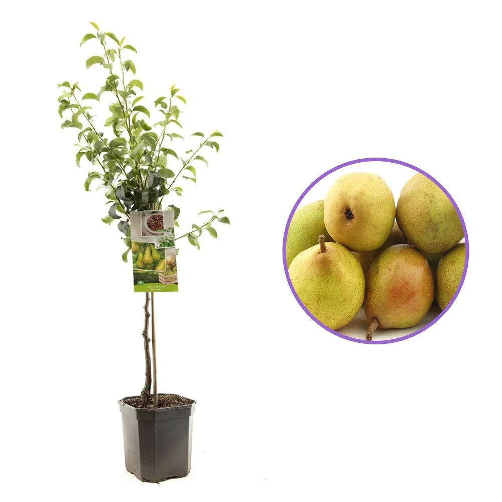 Par (Pyrus Communis) Concorde, cu fructe dulci-acidulatan, an 2 pe rod
