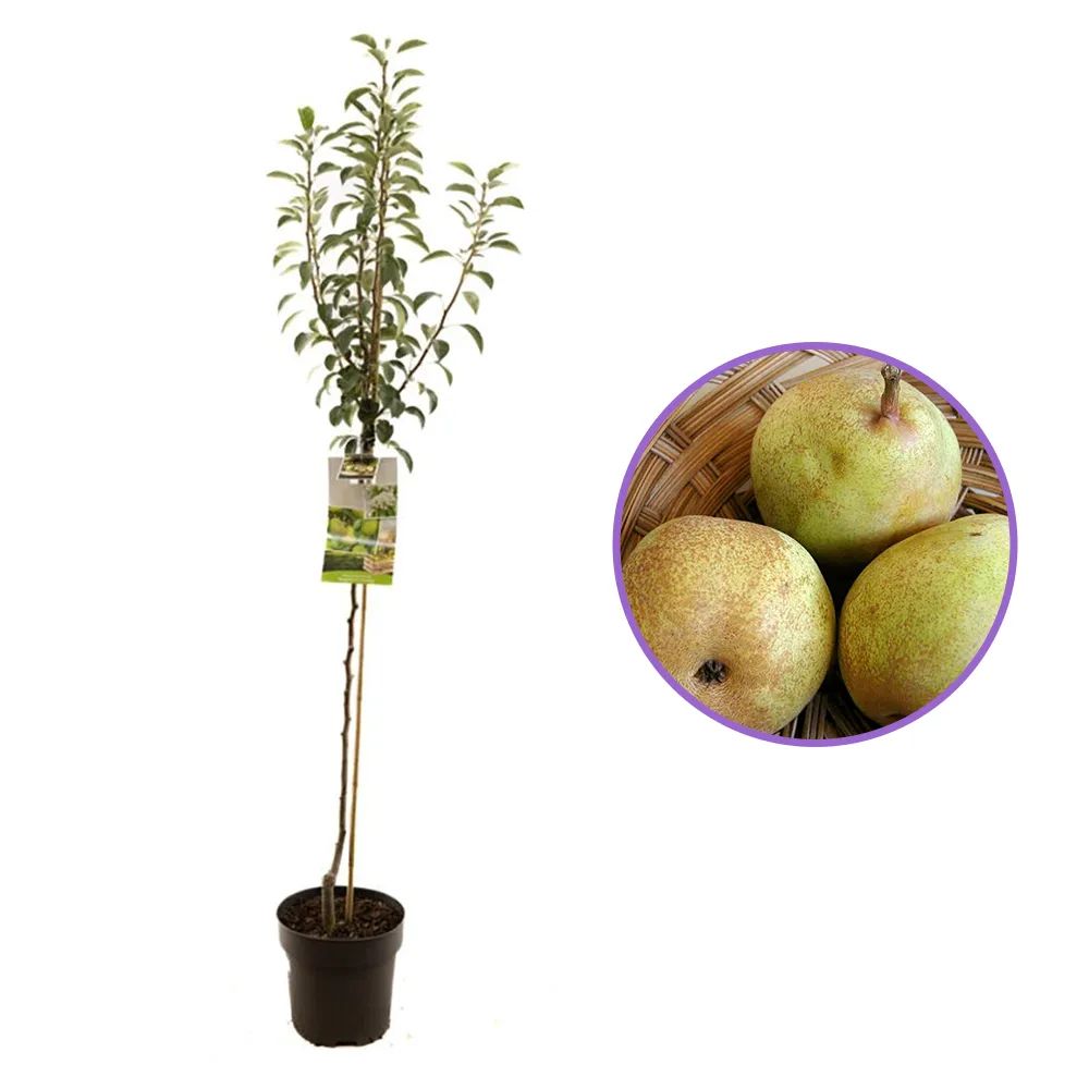 Par (Pyrus Communis) Doyenne du Comice, cu fructe dulci maxim, an 2 pe rod