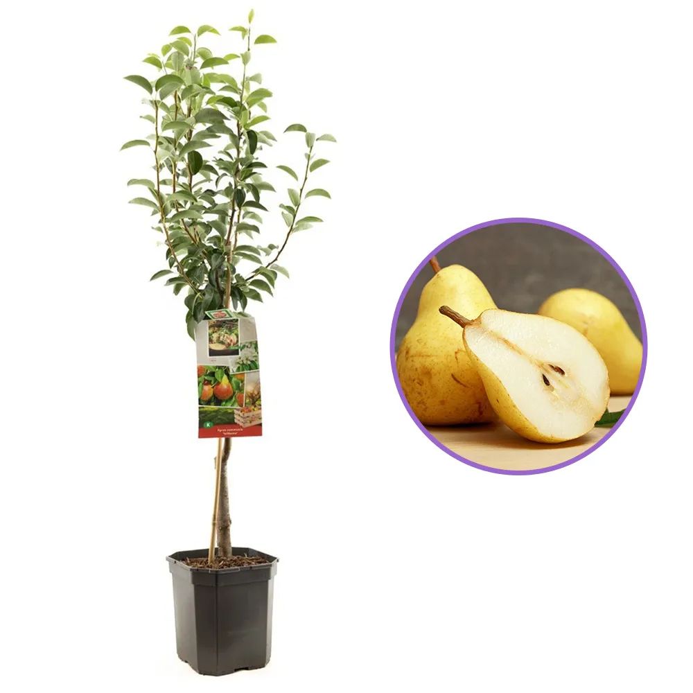 Par (Pyrus Communis) Williams, cu fructe dulci, an 2 pe rod