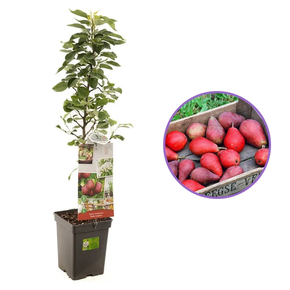 Par Rode Vrucht (Pyrus Communis), cu fructe dulci rosii, an 2 pe rod