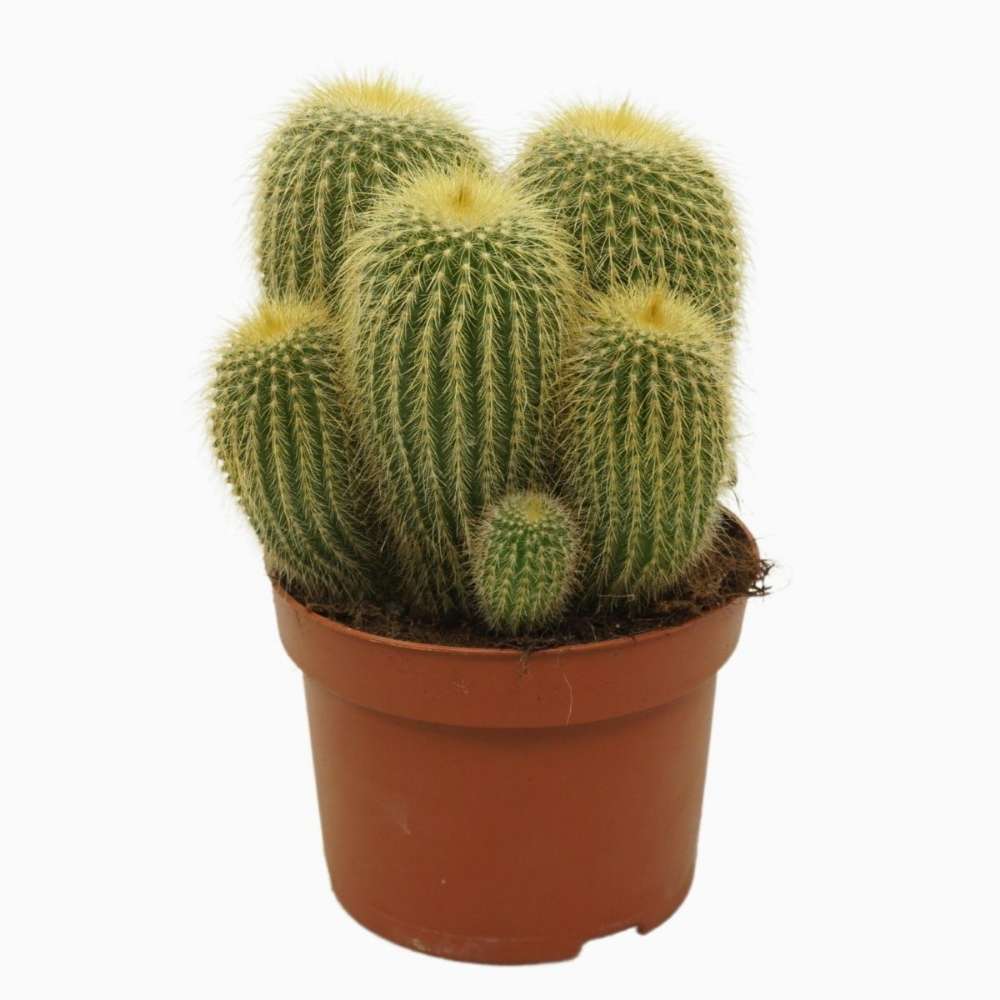 Cactusul conic auriu (Parodia leninghausii), 35-40 cm, cactus decorativ rar cu flori galbene si ingrijire usoara