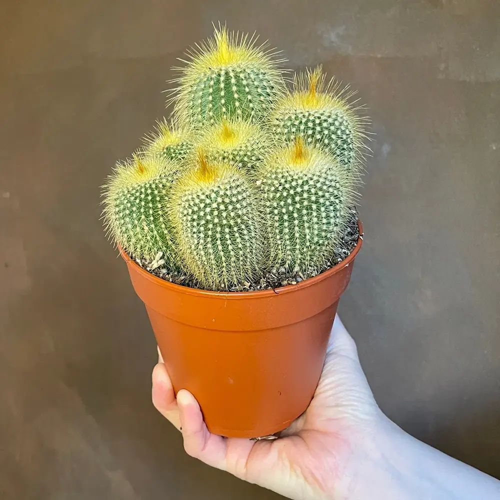 Cactusul conic auriu (Parodia leninghausii), 15 cm, cactus decorativ cu aspect spectaculos si ingrijire usoara