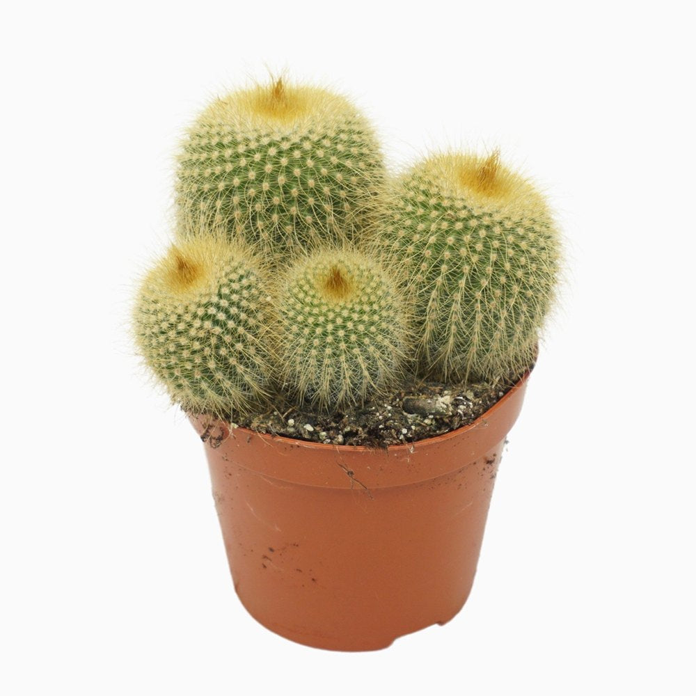 Cactusul conic auriu (Parodia leninghausii), 15 cm, cactus decorativ cu aspect spectaculos si ingrijire usoara