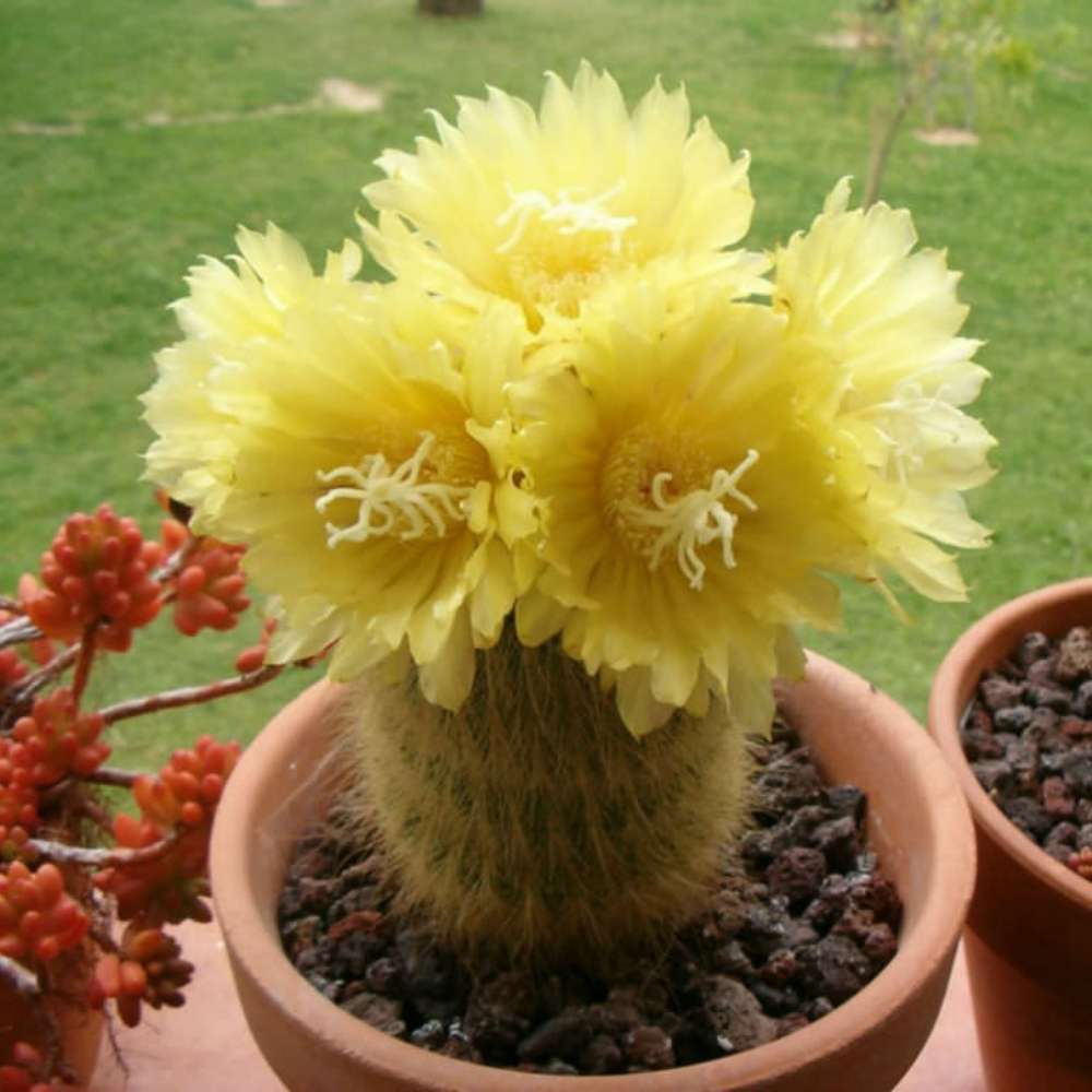 Cactusul conic auriu (Parodia leninghausii), 35-40 cm, cactus decorativ rar cu flori galbene si ingrijire usoara