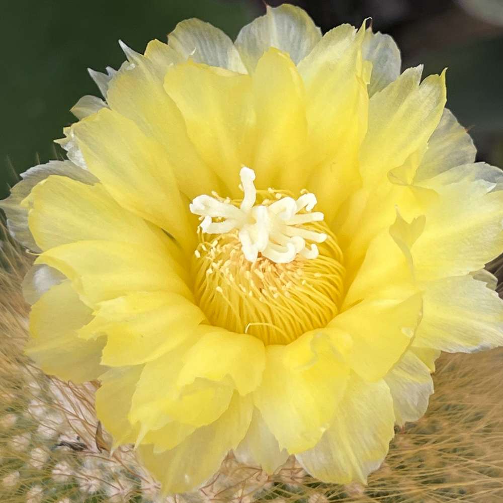 Cactusul conic auriu (Parodia leninghausii), 35-40 cm, cactus decorativ rar cu flori galbene si ingrijire usoara
