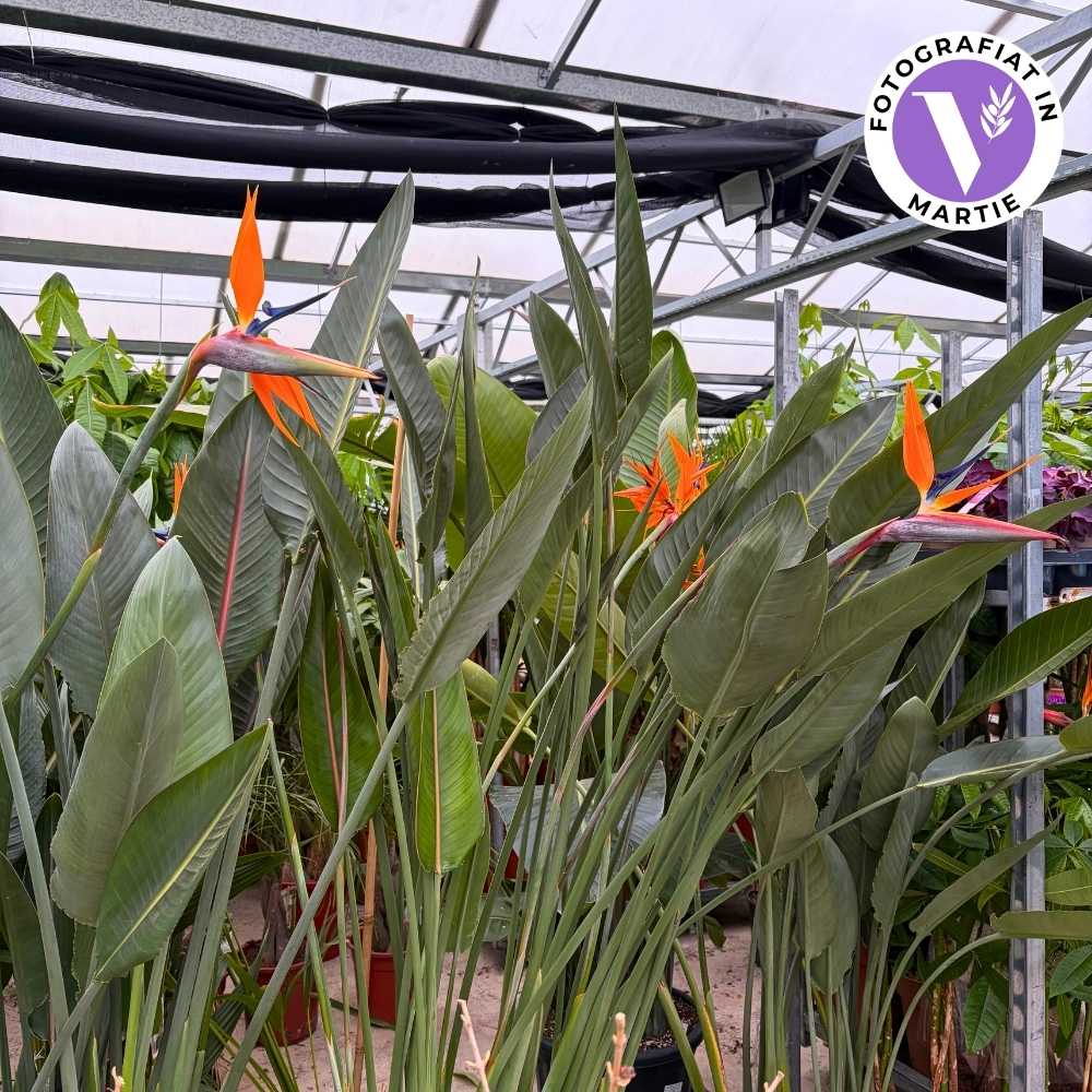 Strelitzia Reginae, 180 cm, Pasarea Paradisului, planta exotica mare cu frunze uriase tropicale decorative pentru interior