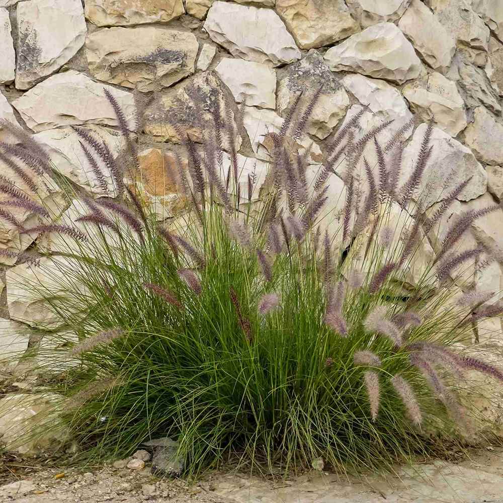 Iarba Chinezeasca Pennisetum Black Beauty