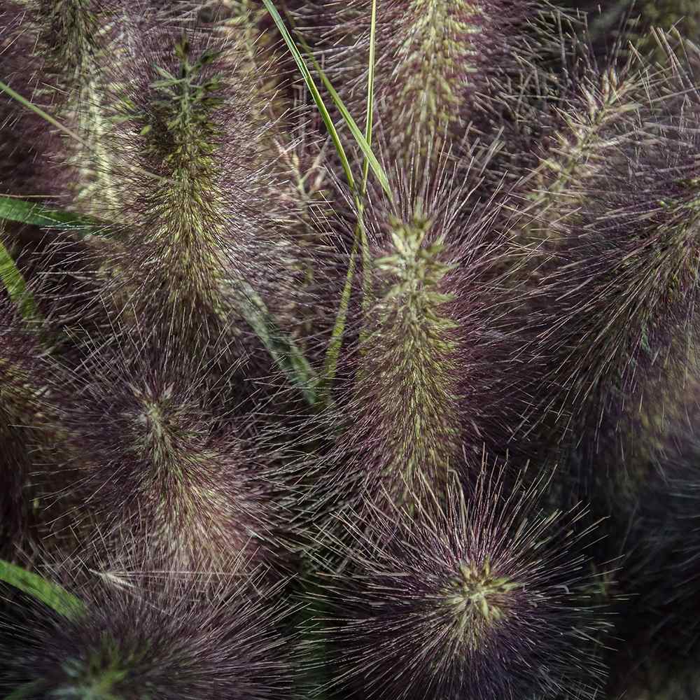 Iarba Chinezeasca Pennisetum Black Beauty