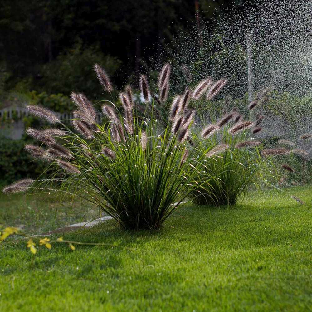 Iarba Chinezeasca Pennisetum Black Beauty