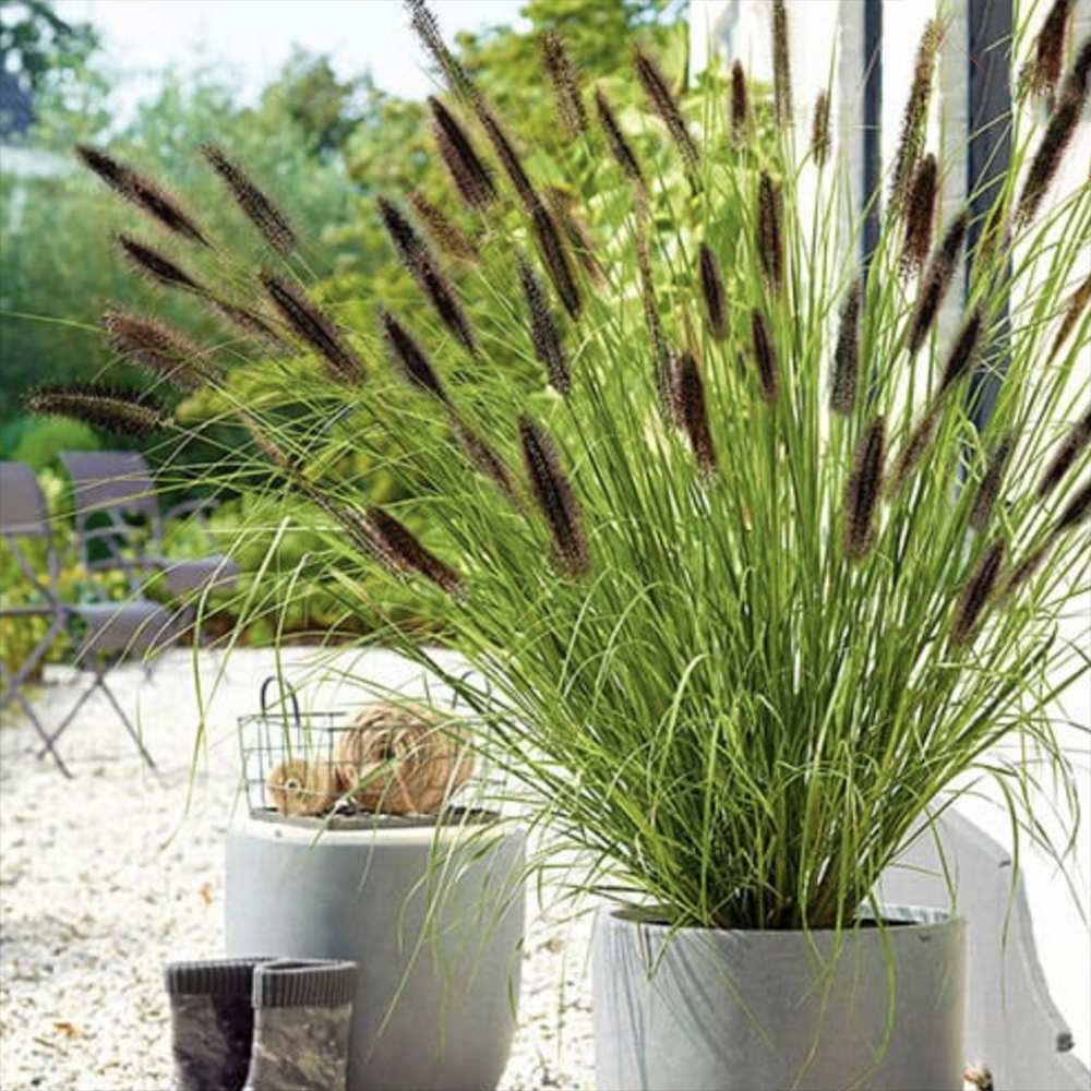 Iarba Chinezeasca Pennisetum Black Beauty, frunzis purpuriu intens si spice elegante, crestere rapida