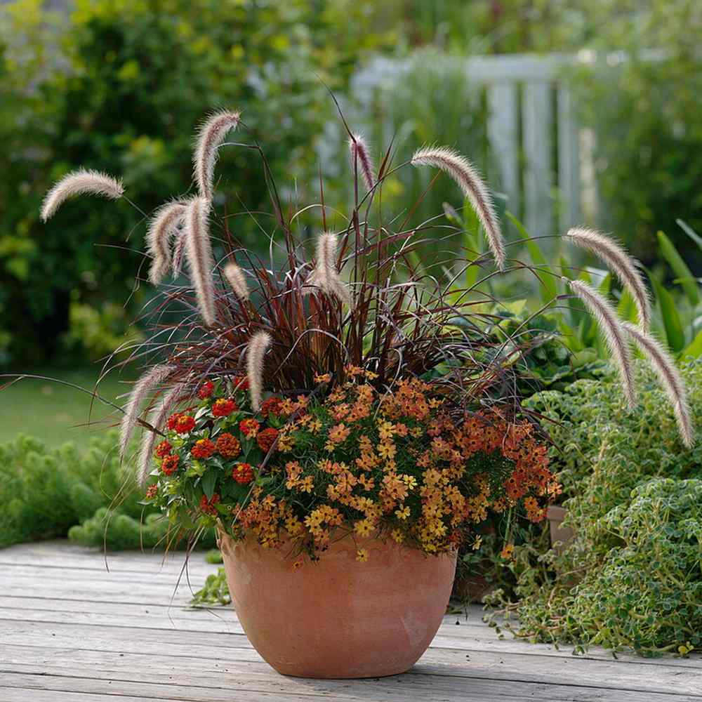 Iarba Ornamentala rosu Pennisetum Rubrum, frunzis rosu-purpuriu, spice decorative, tufis elegant pentru gradini si ghivece