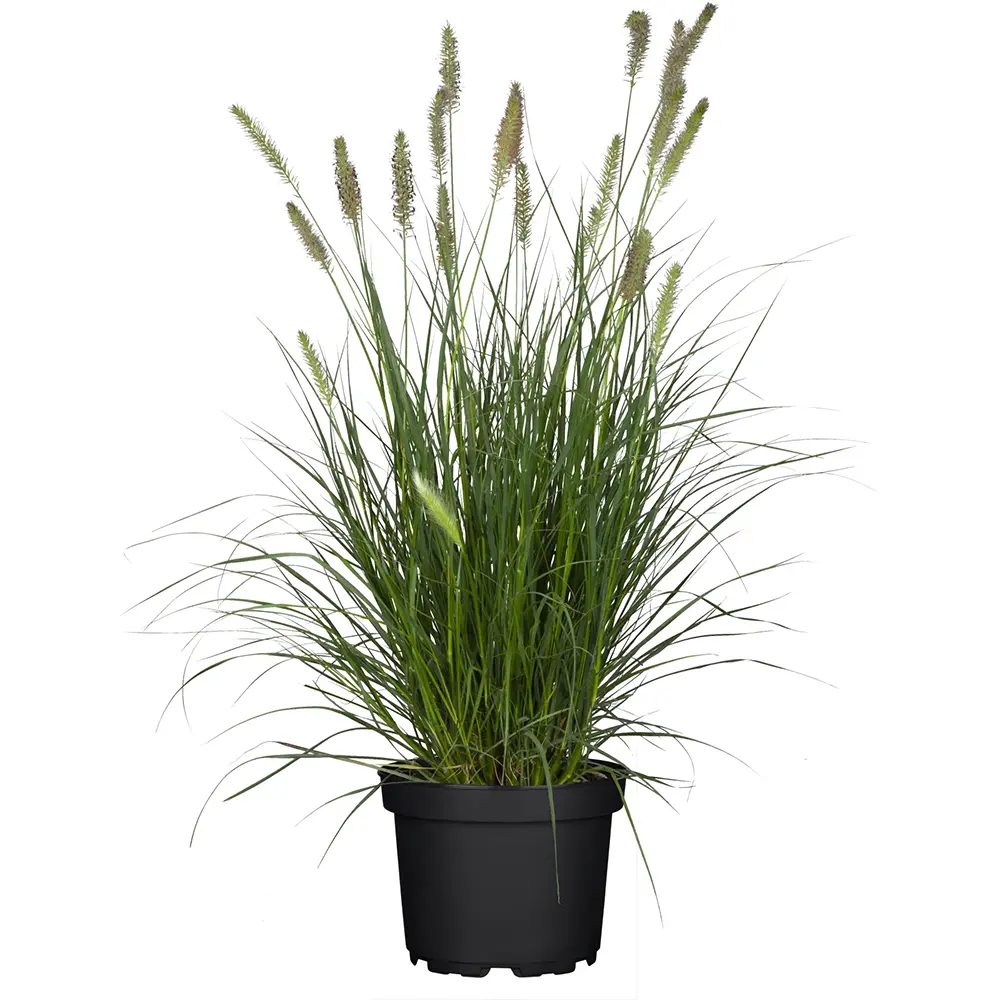 Iarba chinezeasca Pennisetum Hameln, spice decorative, tufis compact, rezistenta la frig