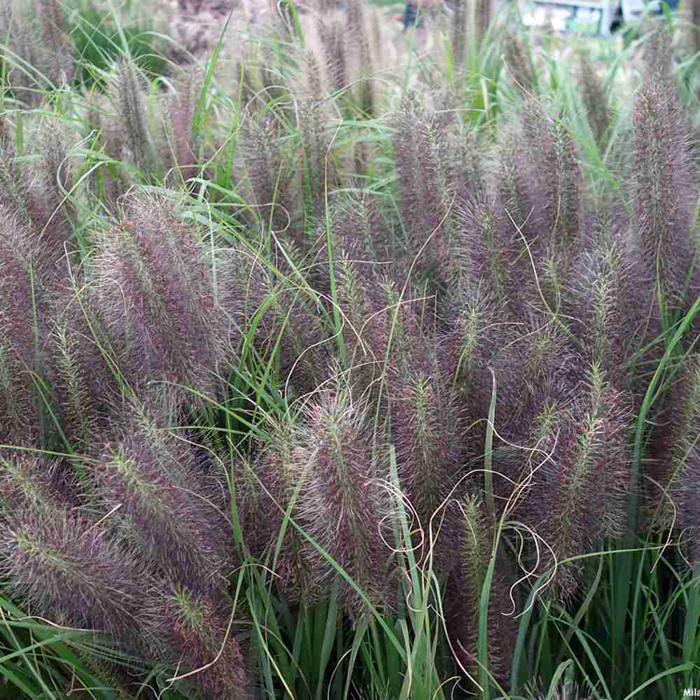 Iarba Chinezeasca Pennisetum Redhead, planta perena cu spice rosii impresionante, crestere rapida