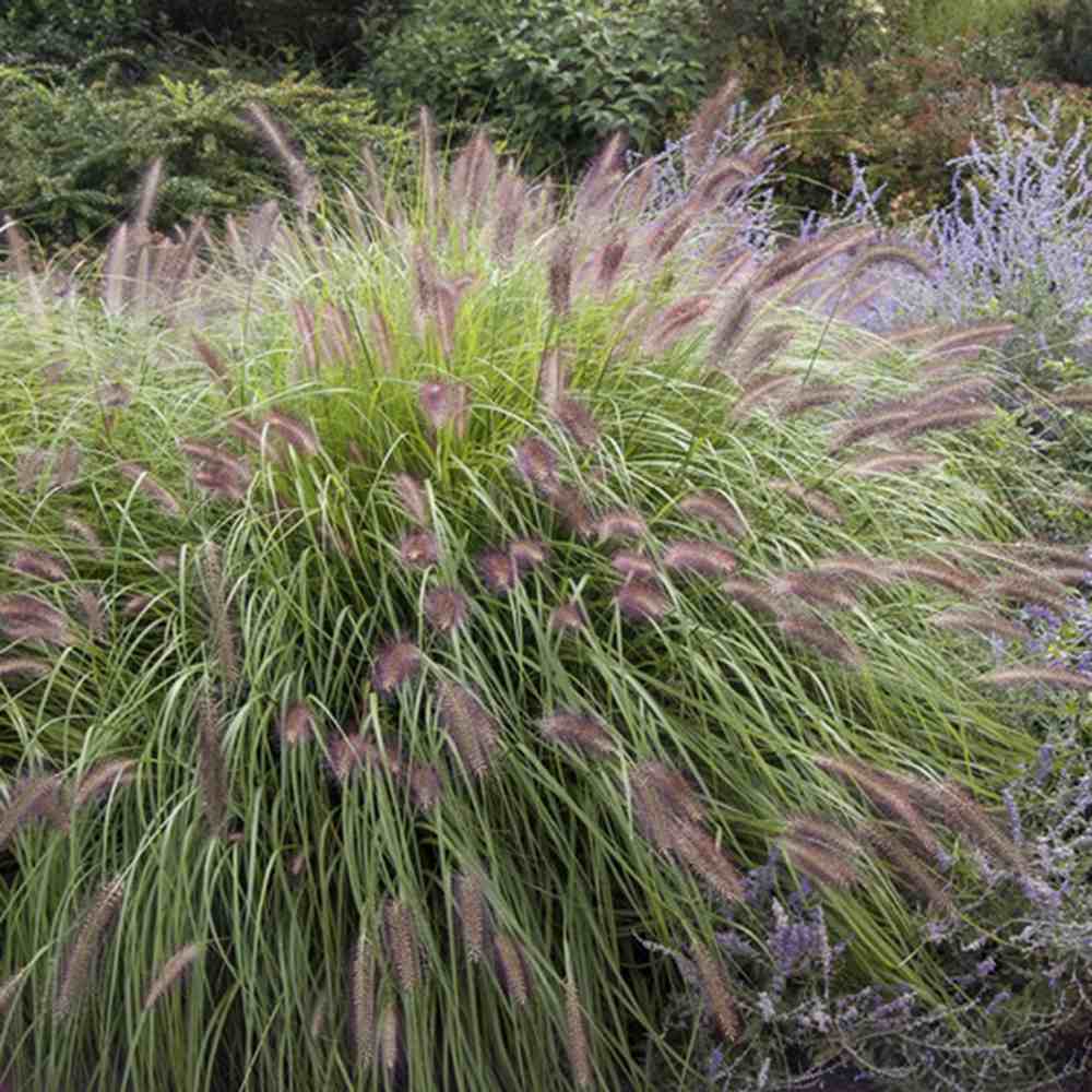 Iarba Chinezeasca Pennisetum Redhead, planta perena cu spice rosii impresionante, crestere rapida