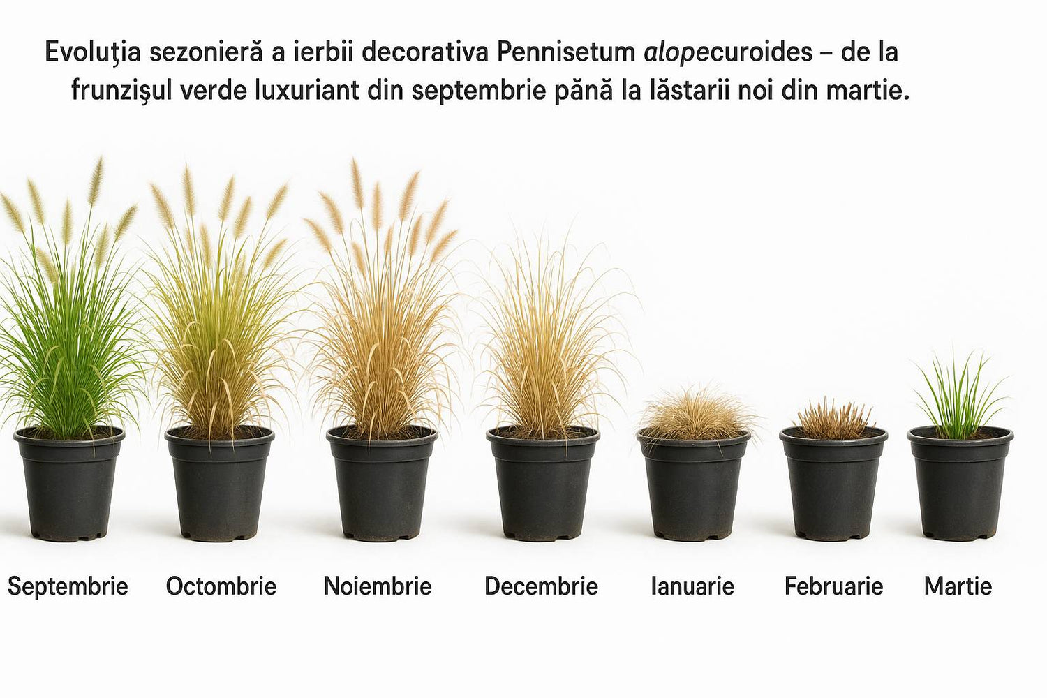 Iarba Ornamentala Pennisetum Fairy Tails, planta perena cu spice argintii si frunzis elegant, crestere rapida