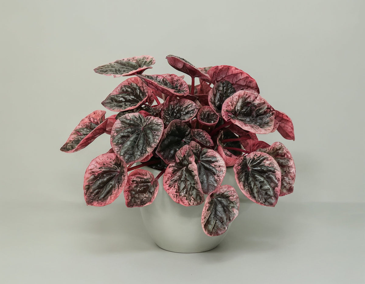 Peperomia Caperata Abricos, 25 cm, planta de interior compacta, cu frunze verzui-gri si margini roz