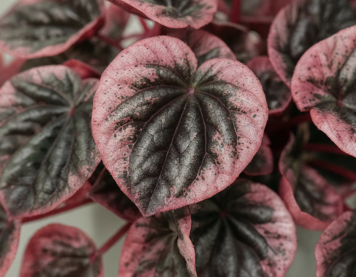 Peperomia Caperata Abricos, 25 cm, planta de interior compacta, cu frunze verzui-gri si margini roz
