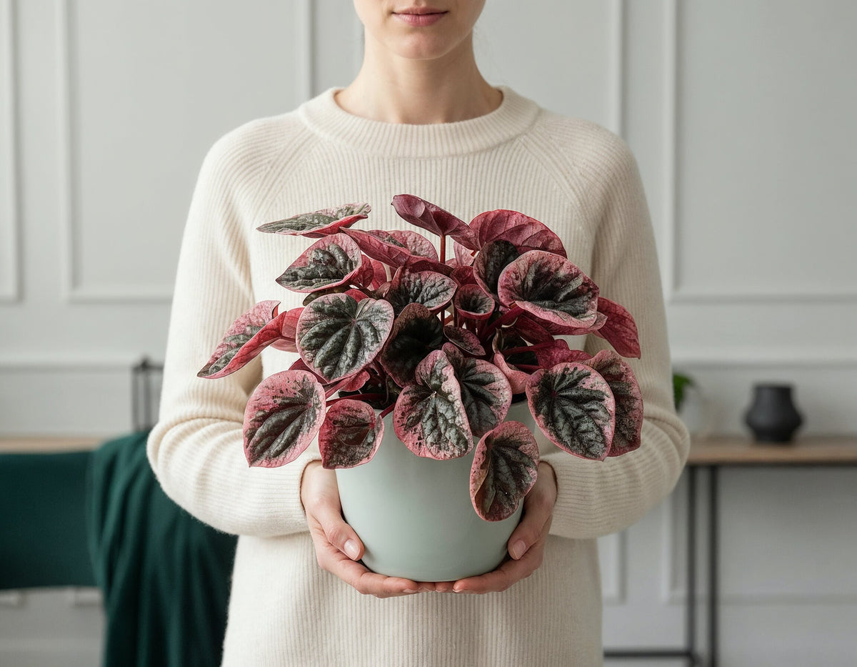 Peperomia Caperata Abricos, 25 cm, planta de interior compacta, cu frunze verzui-gri si margini roz