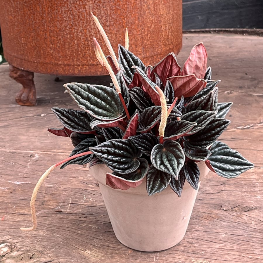 Peperomia Caperata Montevideo, 25 cm, planta de interior compacta, cu frunze burgundiu-gri texturate