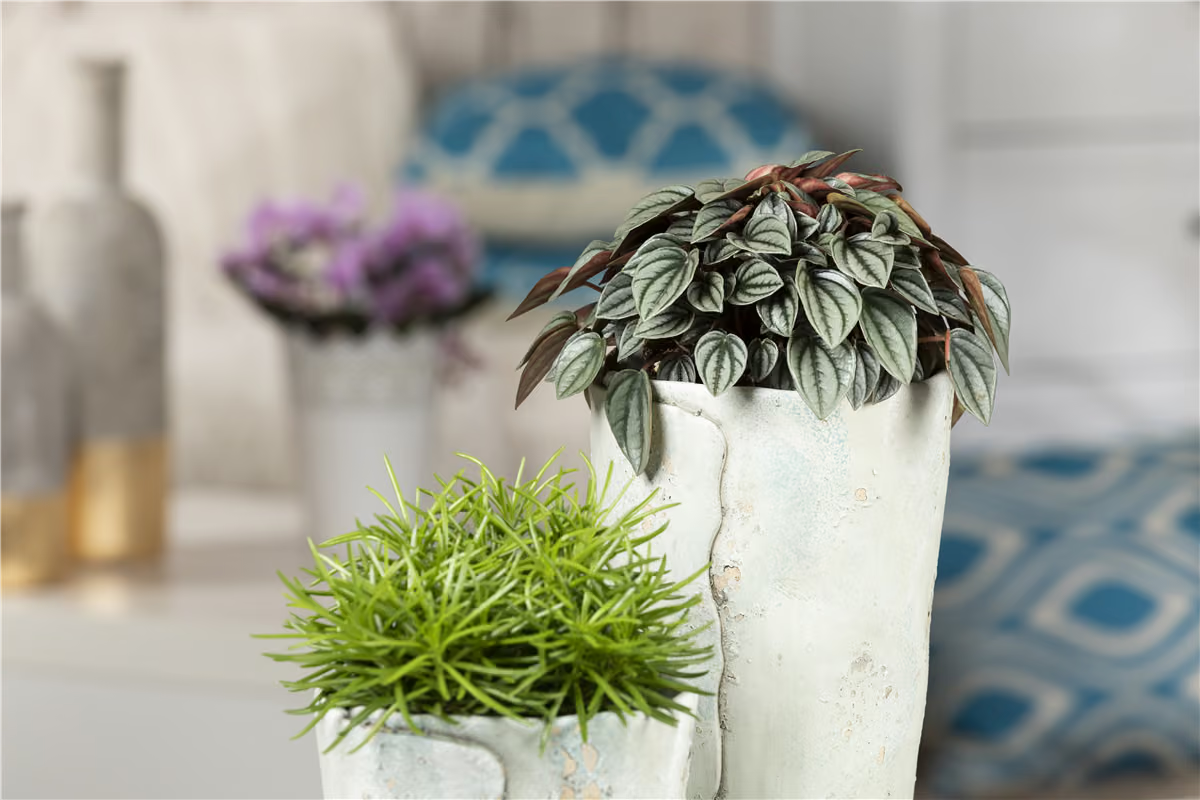 Peperomia Caperata Napoli Nights, 25 cm, planta de interior cu frunze argintii, ideala pentru birou
