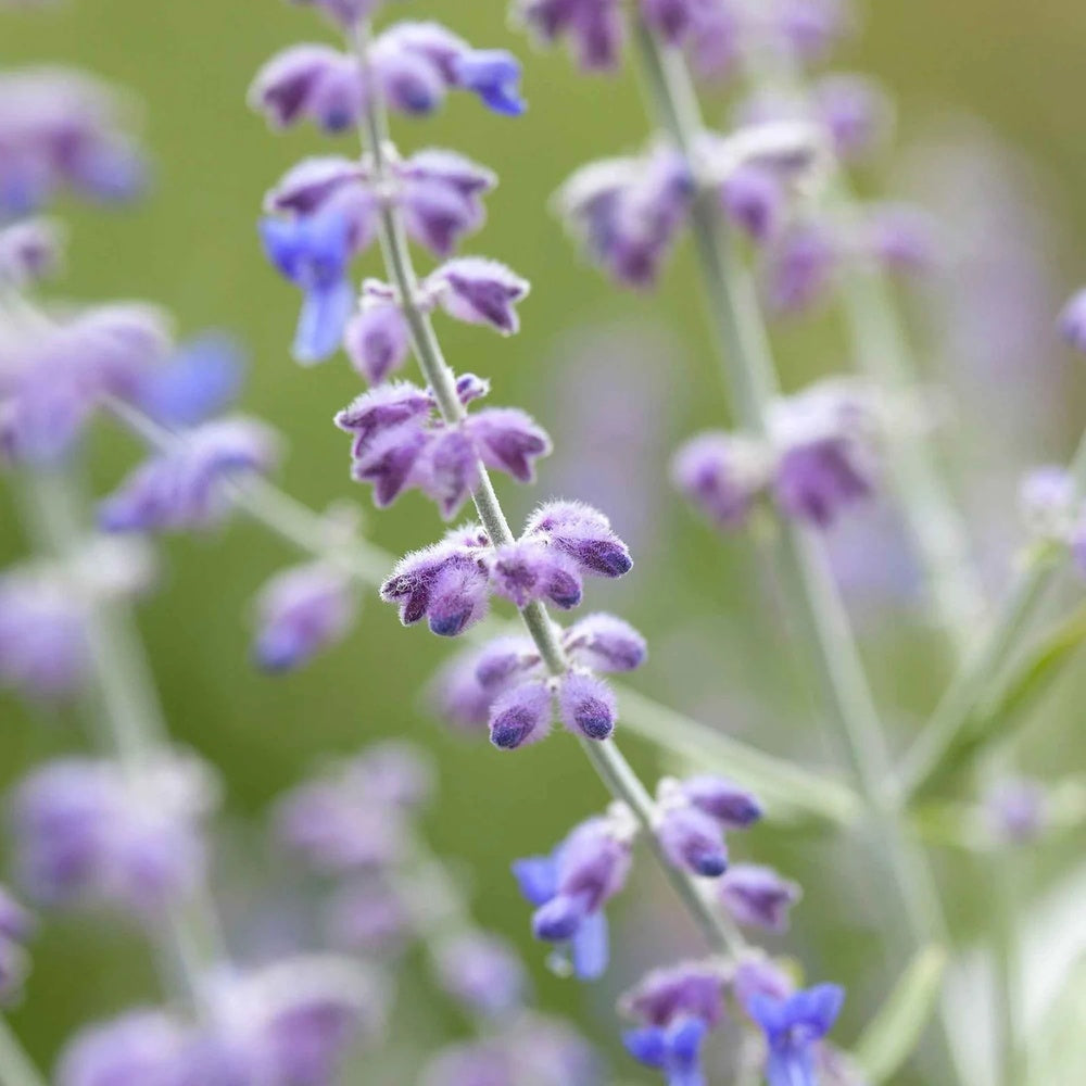 Salvie Ruseasca Blue Spire, cu spicuri albastre parfumate, frunzis argintiu aromat, rezistenta seceta, inflorire lunga si bogata