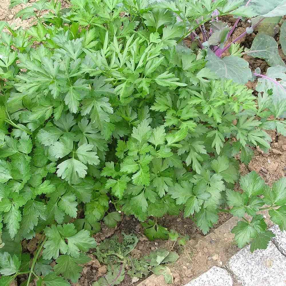 Patrunjel (Petroselinum crispum), frunze crete, planta aromatica bienala rezistenta