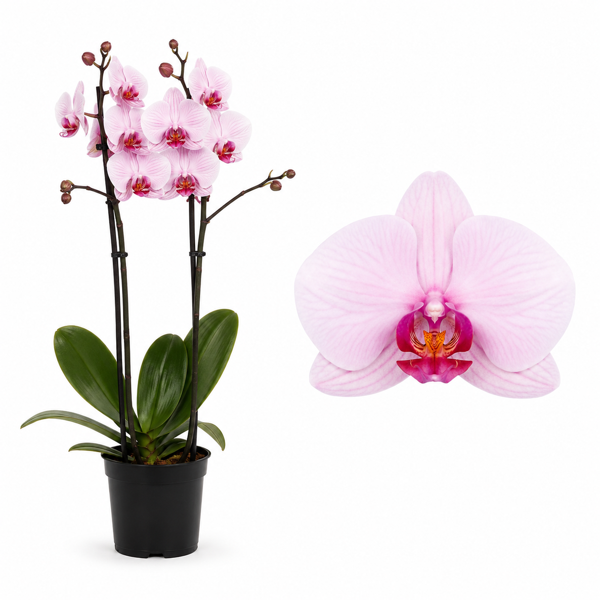 Orhidee (Phalaenopsis) Anthura Washington, 75 cm, planta de interior cu flori elegante roz-pal si inflorire de lunga durata