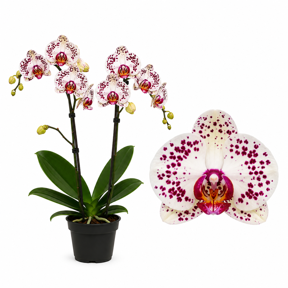 Orhidee (Phalaenopsis) Elegant Cascade White Leopard, planta de interior cu flori albe patate, inflorire de lunga durata