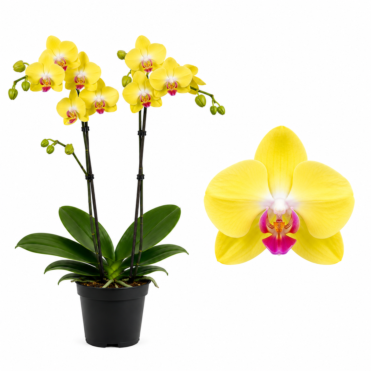 Orhidee (Phalaenopsis) Elegant Cascade Yellow, 45 cm, planta de interior cu flori galbene, inflorire de lunga durara