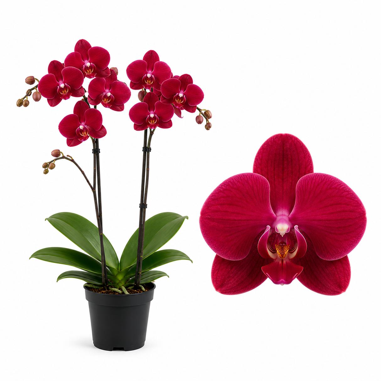 Orhidee (Phalaenopsis) Red, planta de interior cu flori rosii elegante si inflorire de durata