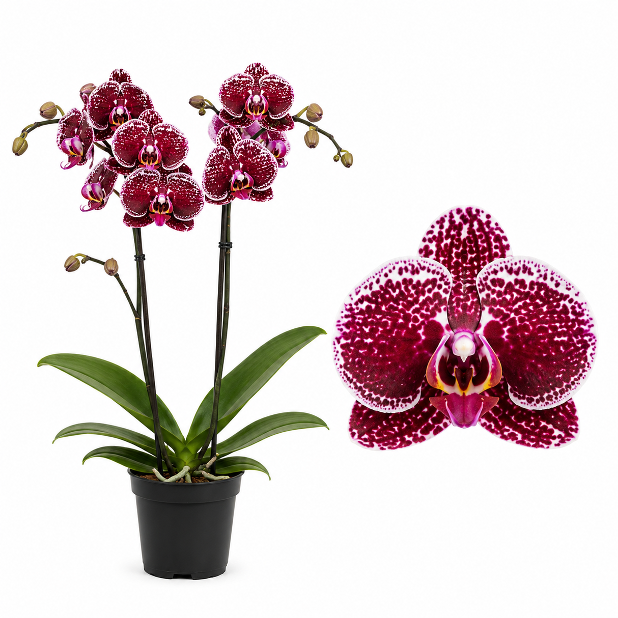 Orhidee (Phalaenopsis) Eduction, 60 cm, planta de interior cu flori rosii patate cu alb, inflorire de lunga durata