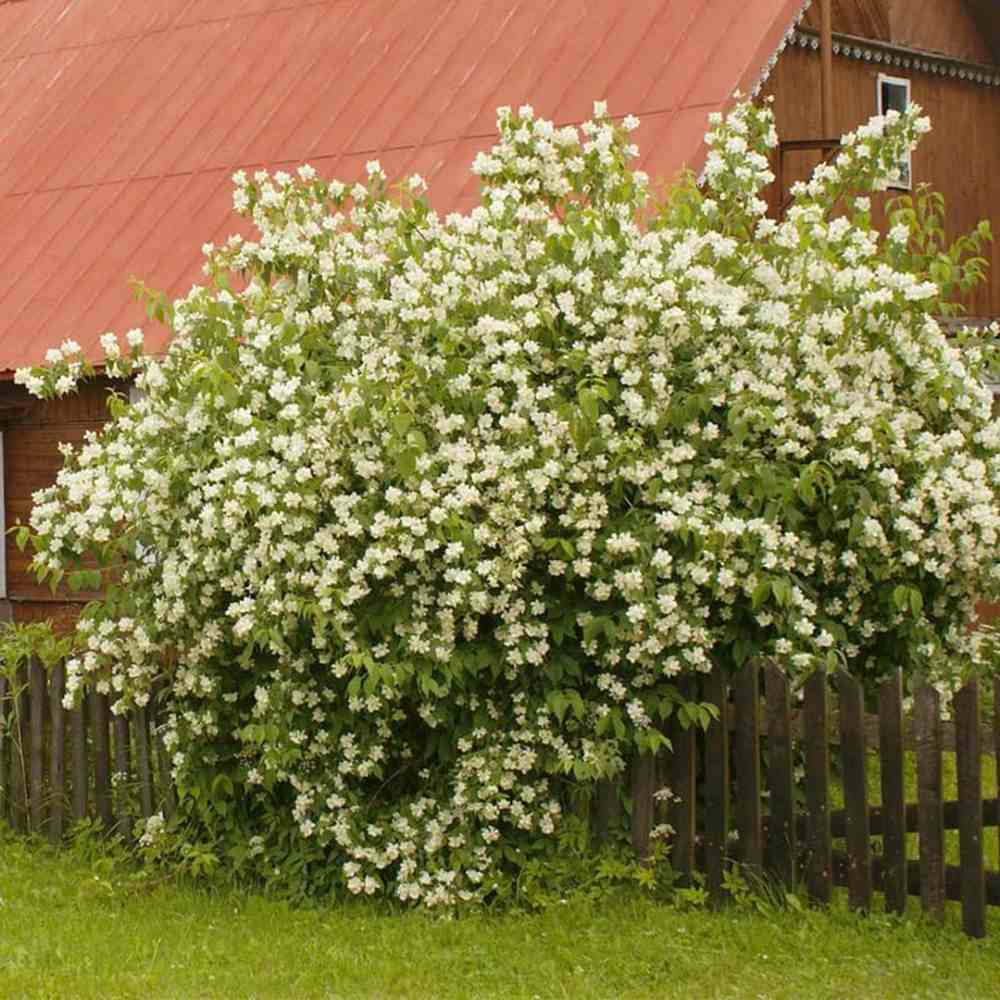 Lamaita Avalanche (Iasomie de gradina) Philadelphus, arbust flori albe duble, cu parfum de iasomie si floare de portocal